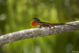 Cuban Brown Anole with extended Dewlap  14