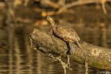 Western Pond Turtles  19