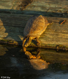 Western Pond Turtles  29
