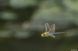 Dragonfly  3