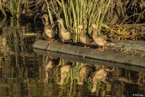 Mallard Ducks  39
