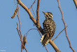 Nuttalls Woodpecker  2