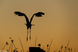 Great Blue Heron sunset  84