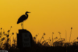 Great Blue Heron sunset  88