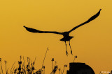 Great Blue Heron sunset  89