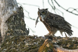 Great Horned Owl  18