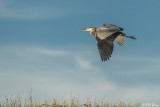 Great Blue Heron  101