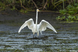 Great Egrets  97