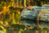 Western Pond Turtles  30