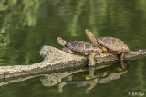 Western Pond Turtles  35