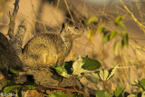 Ground Squirrel  4