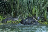 River Otters  63