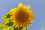 Sunflowers  1