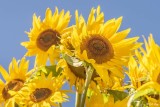 Sunflowers  3