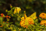 Alfalfa Caterpillar Butterfly  3