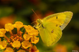 Alfalfa Caterpillar Butterfly  4