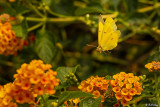 Alfalfa Caterpillar Butterfly  6