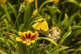 Alfalfa Caterpillar Butterfly 10