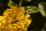 Bee on Flower  5