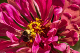 Bee on Flower  6
