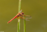 Dragonfly  4