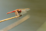 Dragonfly  5