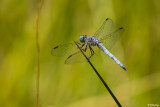 Blue Dasher Dragonfly  7