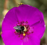 Bee & Ladybug on Calandrinia  1