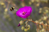 Bee on Calandrinia  3