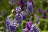 Bee on Lavender  2