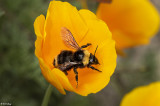 Bee on Poppy  1
