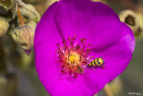 Lady Bug on Calandrinia 1