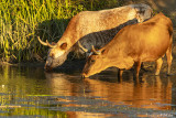 Cows, Kellogue Creek  16