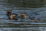 Mammals of the Delta