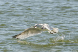 Ring-Billed Gull fishing  6