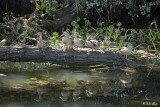 Ducks & Geese of the Delta