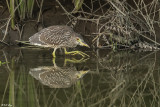 Herons of the Delta