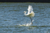 Egrets of the Delta