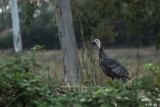 Birds of the Delta