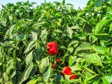 Pepper Farming  3