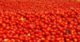 Byron Tomato Harvest  8