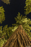Redwood Trees, Humboldt County  2
