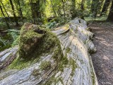 Redwood Trees, Smithe Grove 6