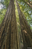 Redwood Trees, Smithe Grove 7