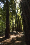 Redwood Trees, Smithe Grove  10