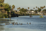 Geese on Indian Slough  1