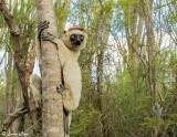 Verreaux Sifakas Lemur  