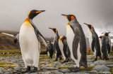 Wandering Salisbury Plain and other South Georgia Island Hotspots