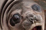 Elephant Seal Pup   71