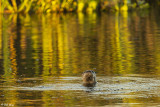 Mammals of the Delta